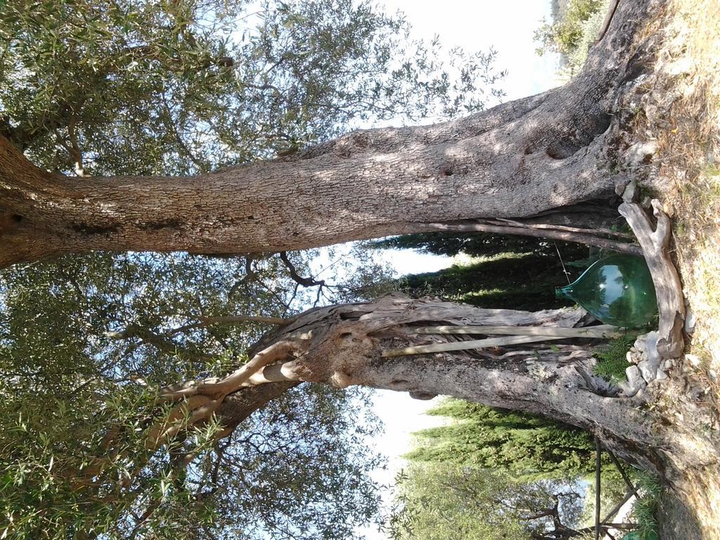 Agrestis Domus ξενώνας San Giovanni a Piro Εξωτερικό φωτογραφία